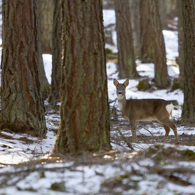 Alla scoperta degli animali selvatici