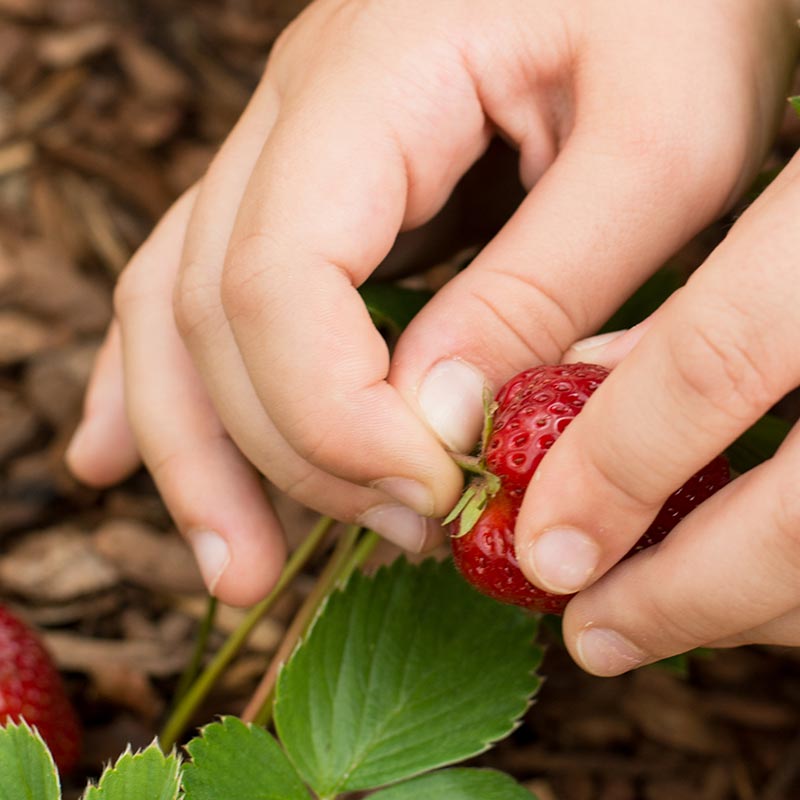 Erdbeeren pflücken