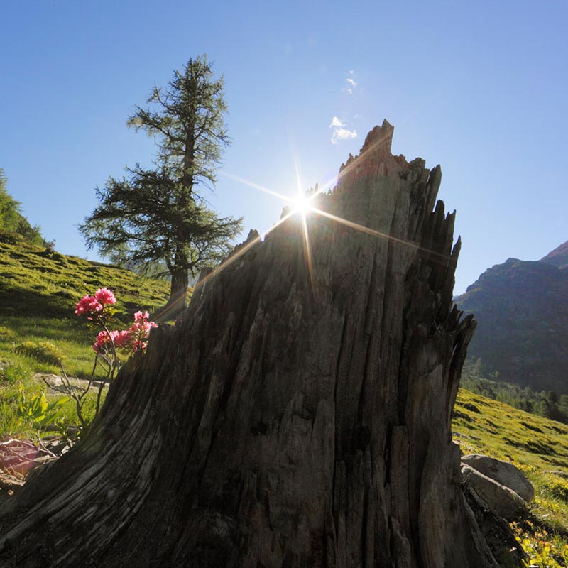 Summer in Val d'Ultimo
